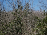 Monte Cicirello